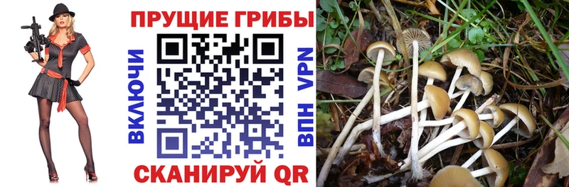 Галлюциногенные грибы Cubensis  дарнет шоп  Сортавала 